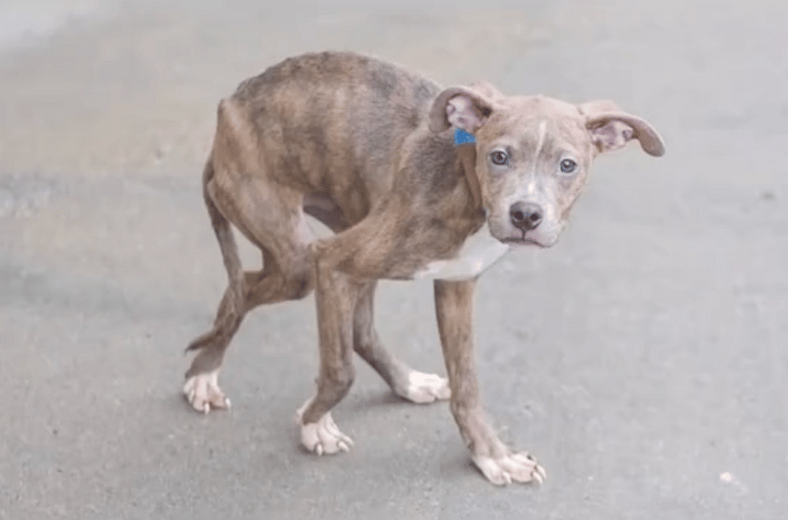 Brave Shelter Dog Tried to Walk on Broken Legs—What Happened Next Gave Him A Second Chance